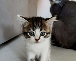 Кошки в Краснодаре: Котята в добрые руки, Бесплатно - фото 3