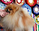 Собаки в Лобне: Шпиц вязка  Мальчик, 12 000 руб. - фото 3