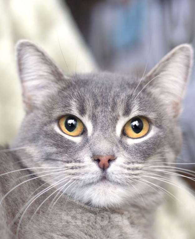 Кошки в Москве: Ласковая голубая кошка Тереза в добрые руки Девочка, 1 руб. - фото 4