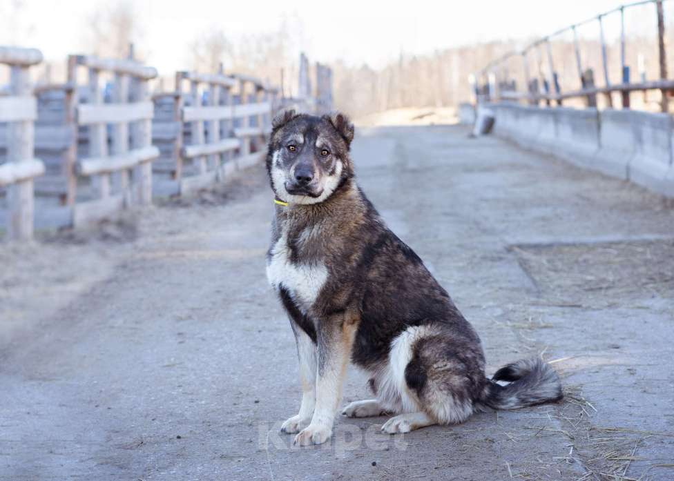 Собаки в Москве: Пёс, избежавший усыпления ищет дом! Мальчик, Бесплатно - фото 3