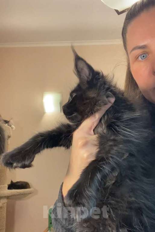 Кошки в Перми: Мейн-кун котёнок полидакт девочка Девочка, 70 000 руб. - фото 2