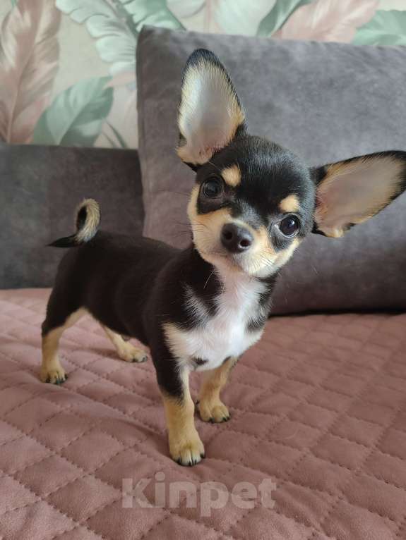 Собаки в Санкт-Петербурге: Щенок чихуахуа Мальчик, 35 000 руб. - фото 2