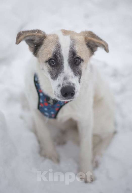 Собаки в Москве: Кокосик Мальчик, Бесплатно - фото 3