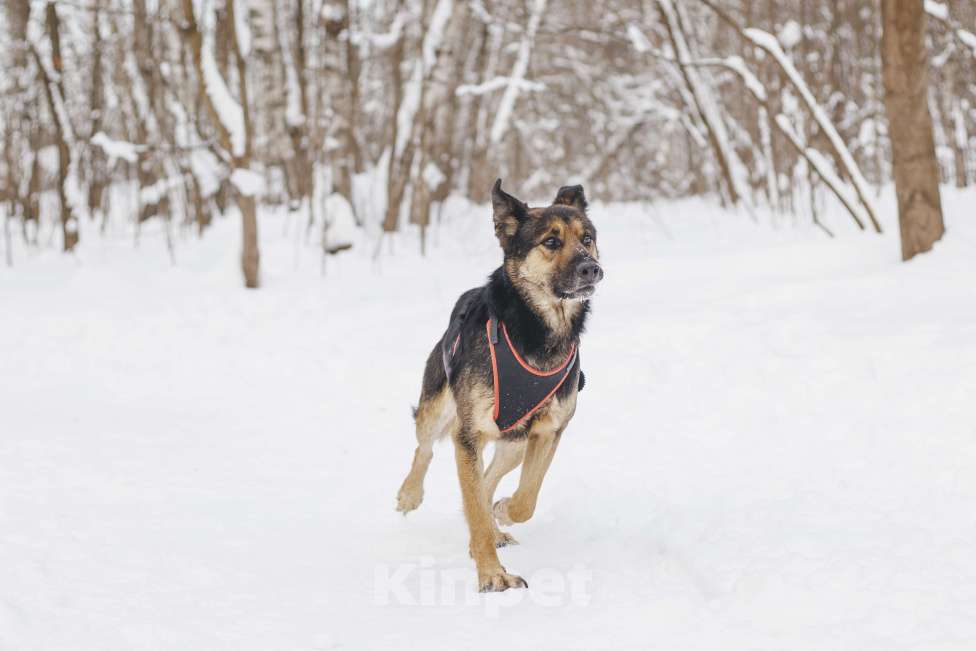 Собаки в Москве: Собака в добрые руки Мальчик, Бесплатно - фото 9