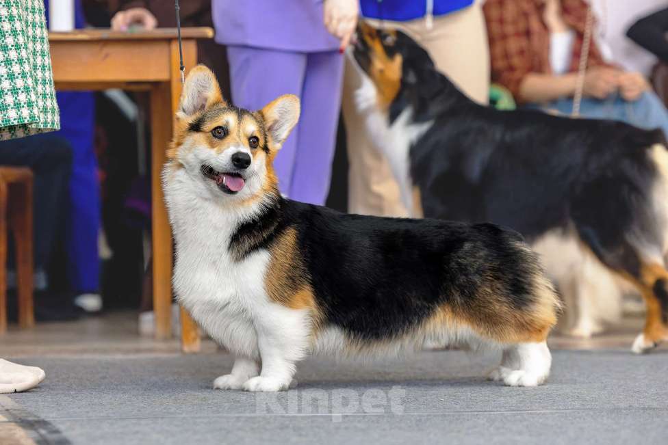 Собаки в Перми: Вельш-корги-пемброк Мальчик, Бесплатно - фото 1