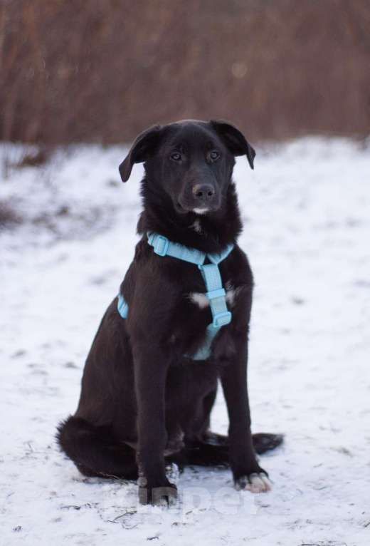 Собаки в Москве: Нежный и самый ласковый Уинтер в добрые руки Мальчик, Бесплатно - фото 2