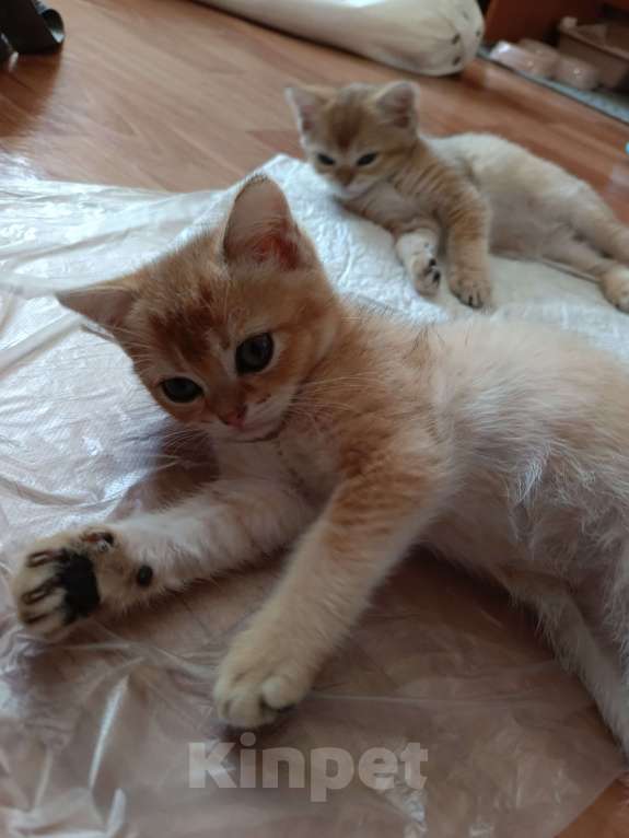 Кошки в Екатеринбурге: Прямоухий мальчик окраса ny11 Мальчик, 15 000 руб. - фото 7