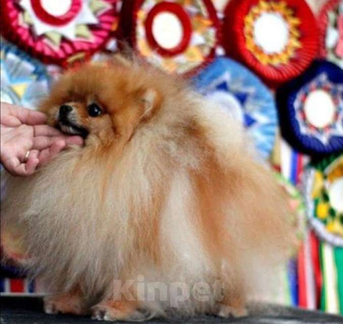 Собаки в Лобне: Шпиц вязка  Мальчик, 12 000 руб. - фото 3