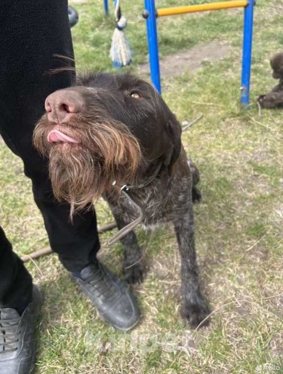 Собаки в Ростове-на-Дону: Потерялся дратхаар Девочка, 10 000 руб. - фото 3