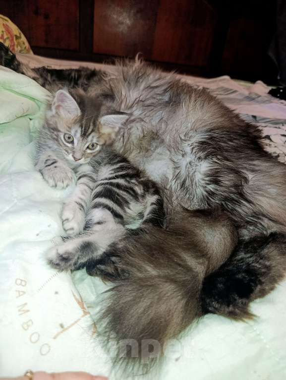 Кошки в Москве: Мейн Кун котенок Девочка, 35 000 руб. - фото 9