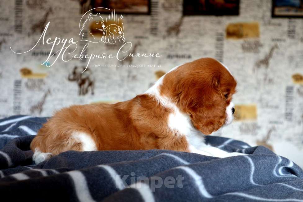 Собаки в Череповце: Щенок Кавалер Кинг Чарльз Спаниеля Мальчик, 80 000 руб. - фото 2