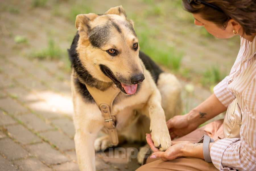 Собаки в Москве: Барри ищет своего человека! Мальчик, Бесплатно - фото 5