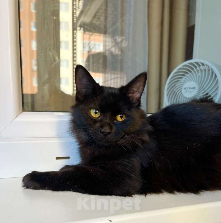 Кошки в Москве: Чудесная пушистая Пушинка, котенок в добрые руки Девочка, Бесплатно - фото 3