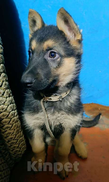 Собаки в Новоалтайске: Немецкая овчарка Мальчик, 15 000 руб. - фото 3