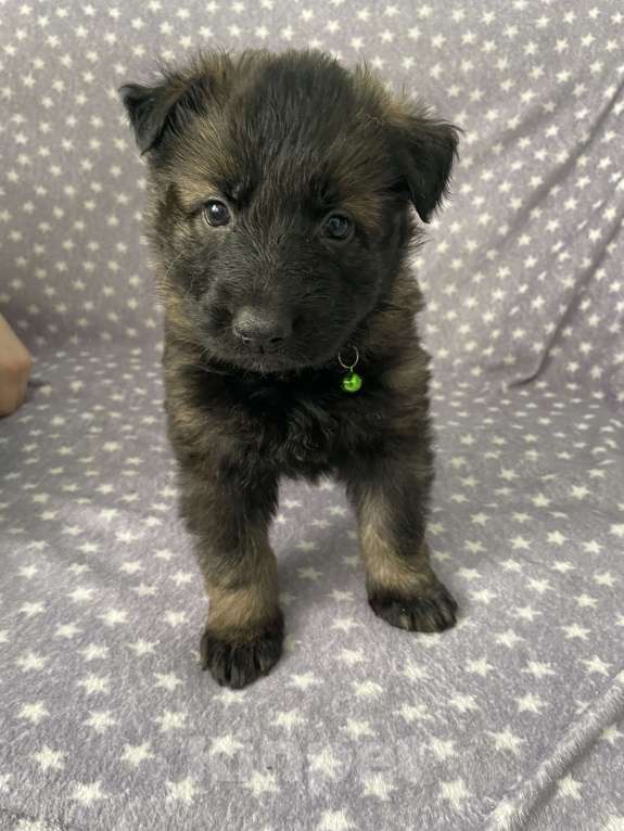 Собаки в Орле: Щенки немецкой овчарки рабочего разведения Разнополые, 50 000 руб. - фото 2