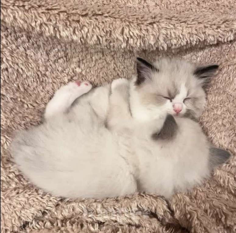 Кошки в Казани: Рэгдольчики Мальчик, 70 000 руб. - фото 1