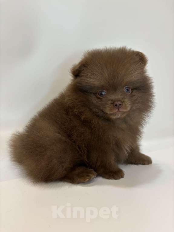 Собаки в Великом Новгороде: Померанский шпиц продажа Мальчик, 70 000 руб. - фото 3