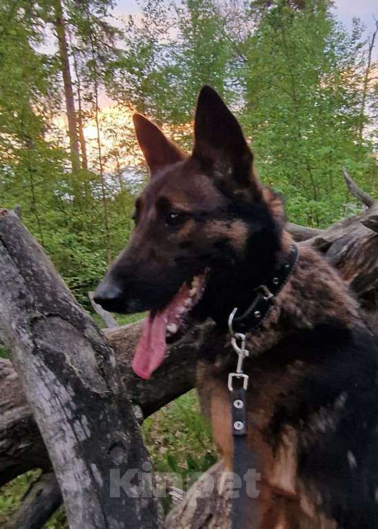 Собаки в Москве: Статный пёс Барди в поисках семьи Мальчик, Бесплатно - фото 6