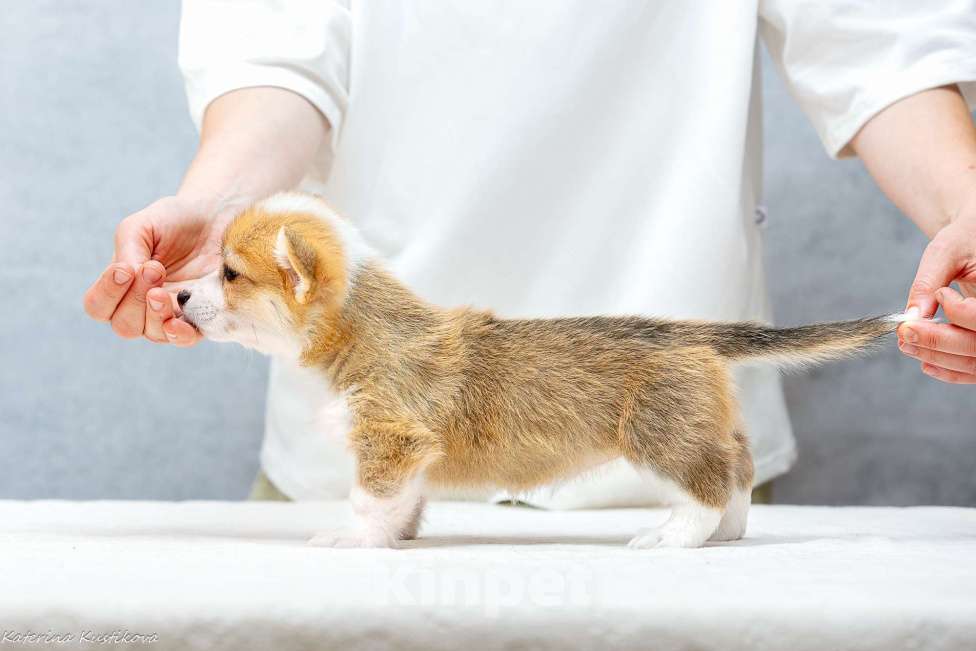 Собаки в Москве: Девочка корги пемброк  Девочка, Бесплатно - фото 2