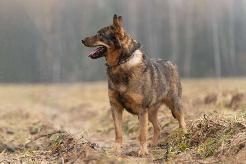 Собаки в Клине: Альма — задорная собачка Девочка, Бесплатно - фото 4