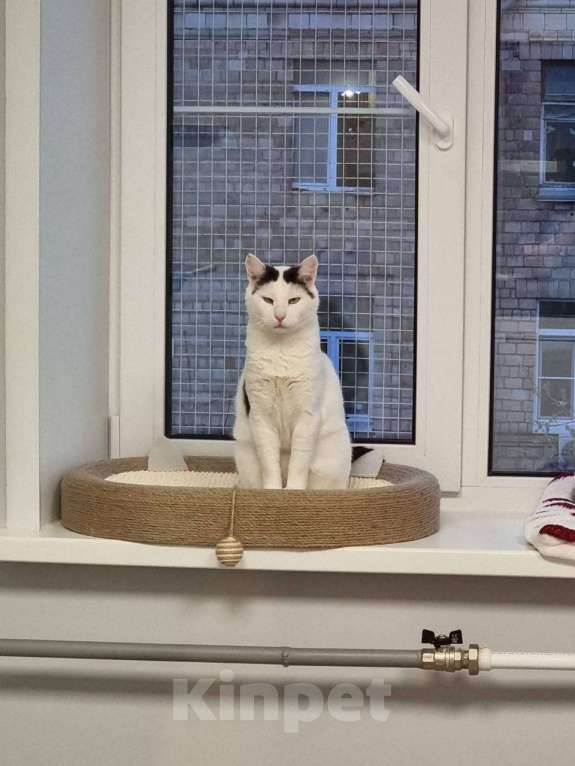 Кошки в Москве: кот Саввушка ищет дом Мальчик, Бесплатно - фото 8