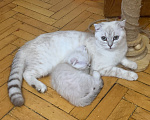Кошки в Москве: Котенок шотландец Мальчик, 5 000 руб. - фото 1