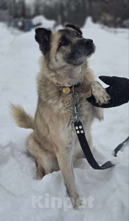 Собаки в Королеве: Боб живет в приюте и мечтает найти своего человека! Мальчик, Бесплатно - фото 3