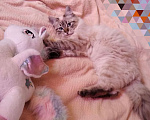 Кошки в Краснодаре: Котята Невская Маскарадная Color Point Blue Point Колор Поинт Пушистые Девочка, 37 000 руб. - фото 6