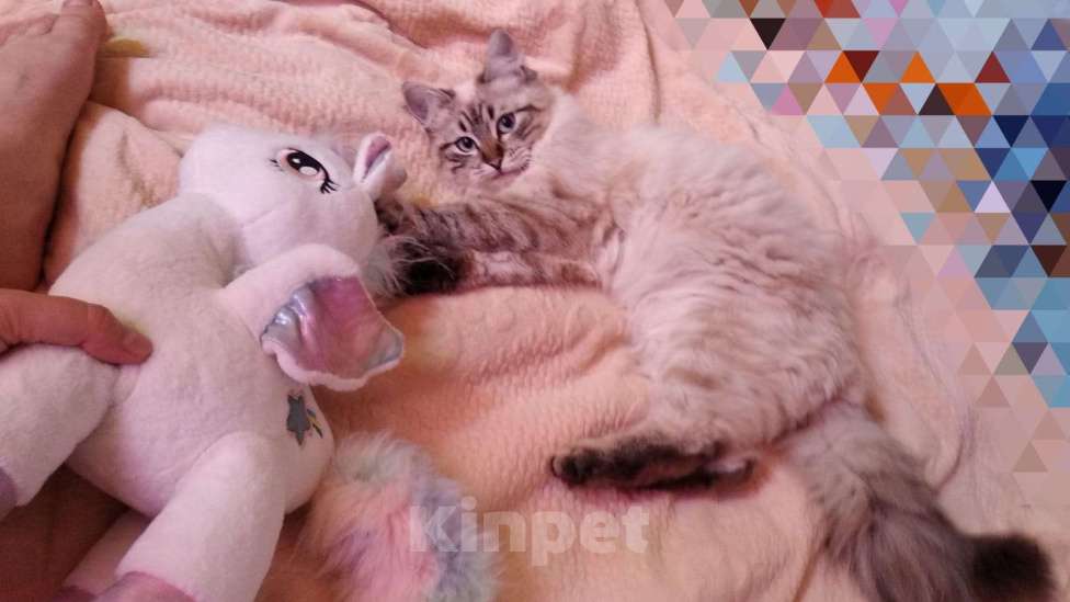 Кошки в Краснодаре: Котята Невская Маскарадная Color Point Blue Point Колор Поинт Пушистые Девочка, 37 000 руб. - фото 6