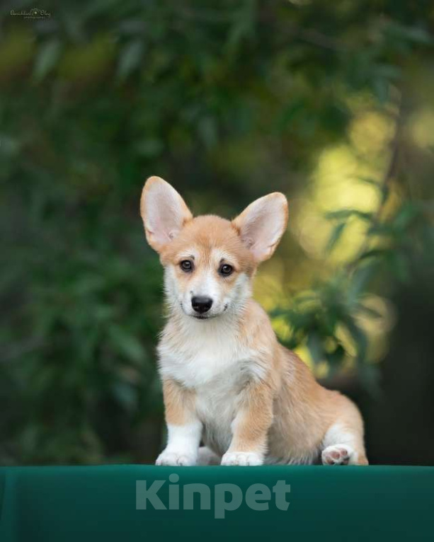 Собаки в Ростове-на-Дону: Девочки подрощенные вельш корги пемброк Девочка, 50 000 руб. - фото 7
