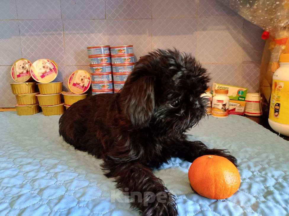 Собаки в Кемерово: Бельгийский гриффон Мальчик, 50 000 руб. - фото 2