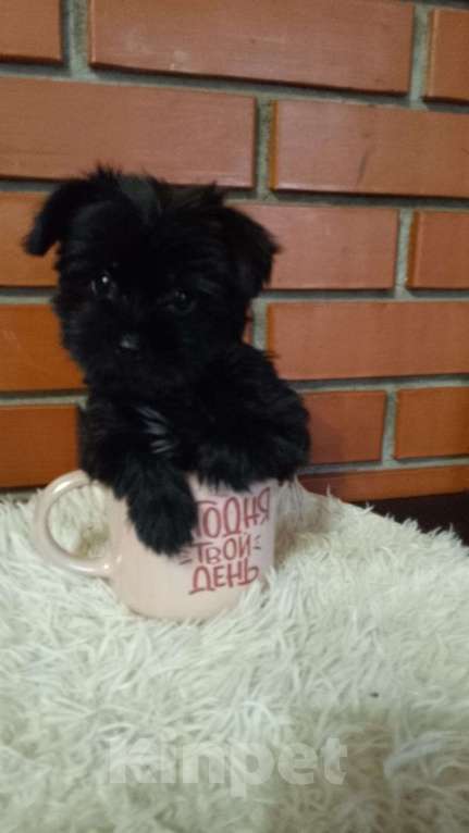 Собаки в Одинцово: Девочка мини  Девочка, 50 000 руб. - фото 1