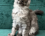 Кошки в Москве: Котенок мейн-кун Мальчик, 90 000 руб. - фото 6