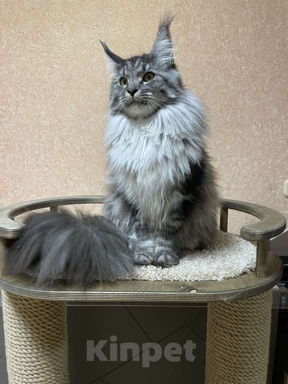 Кошки в Артеме: Кошка порода мейн кун  Девочка, 50 000 руб. - фото 3