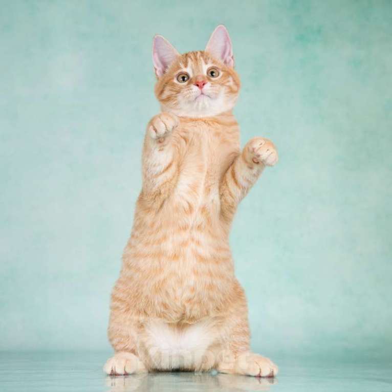 Кошки в Москве: Рыжие ручные котята ищут дом Мальчик, 1 руб. - фото 3