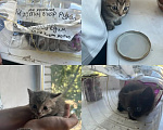 Кошки в Красногорске: Котенок девочка 1,5 месяца ищет дом Девочка, Бесплатно - фото 4