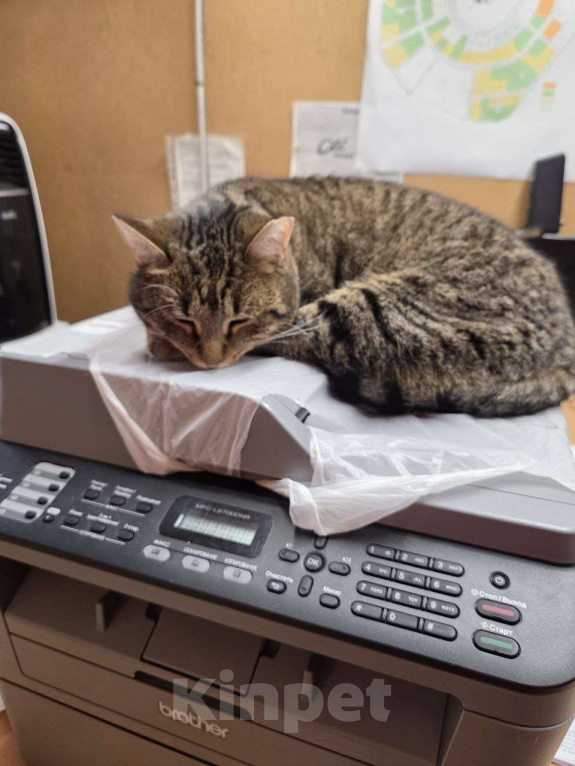 Кошки в Санкт-Петербурге: Очаровательная Фрося Девочка, Бесплатно - фото 3