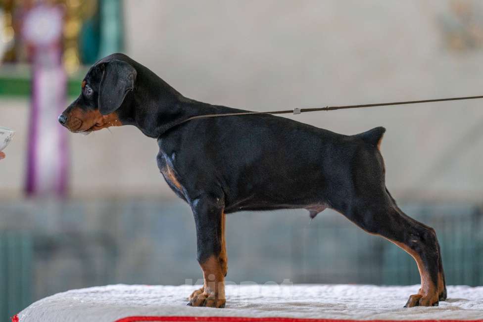 Собаки в Москве: Перспективные щенки добермана Мальчик, 80 000 руб. - фото 3