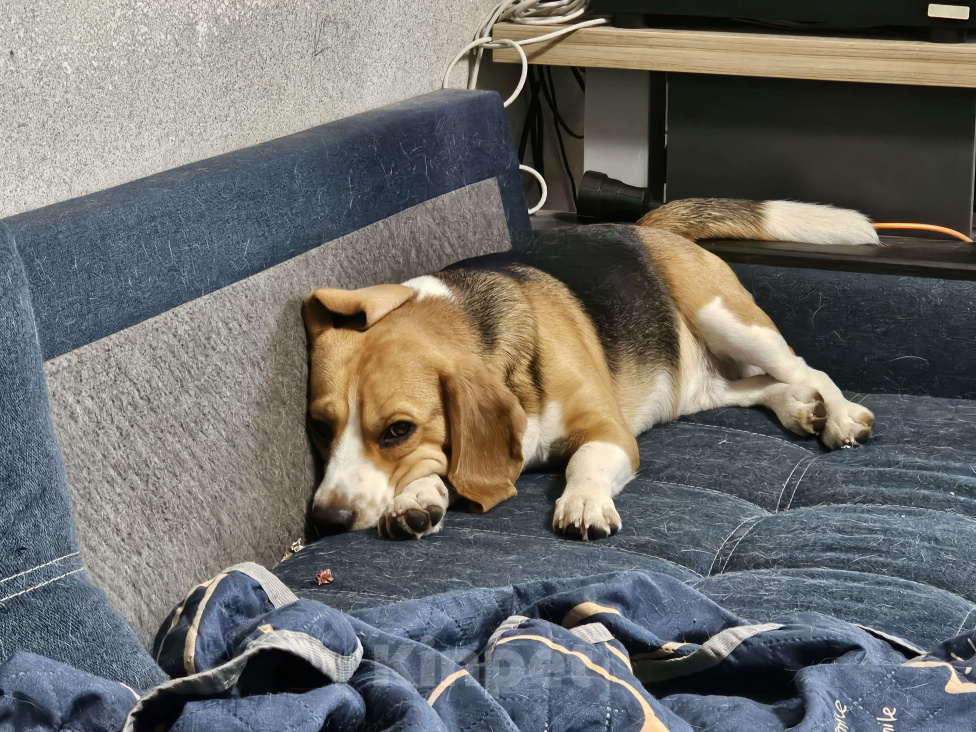 Собаки в Твери: Отдам бигля 1 год в добрые руки Мальчик, Бесплатно - фото 5