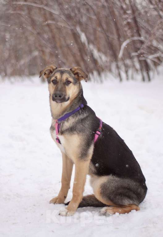 Собаки в Москве: Маленькая Теона с большим сердцем в поисках семьи Девочка, Бесплатно - фото 2