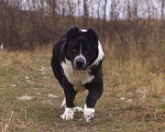 Собаки в Видном: Маклай, 3 года Мальчик, Бесплатно - фото 3