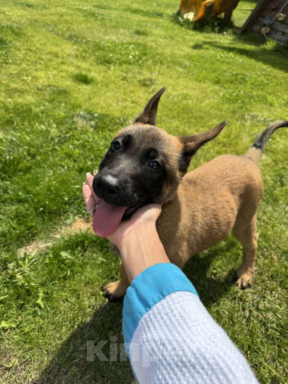 Собаки в Москве: Джесс Девочка, 25 000 руб. - фото 8