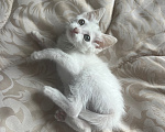 Кошки в Краснодаре: Котёнок в добрые руки бесплатно Девочка, Бесплатно - фото 5