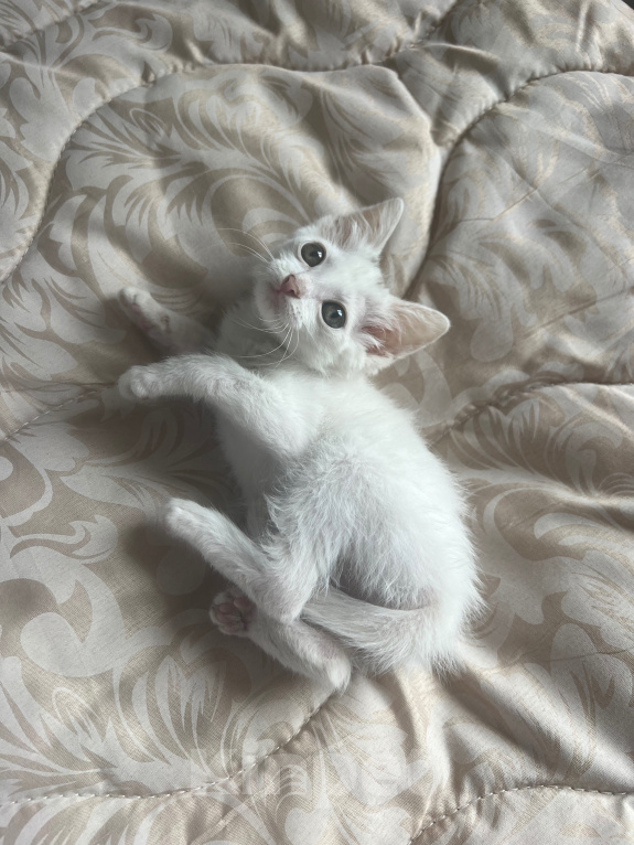 Кошки в Краснодаре: Котёнок в добрые руки бесплатно Девочка, Бесплатно - фото 5