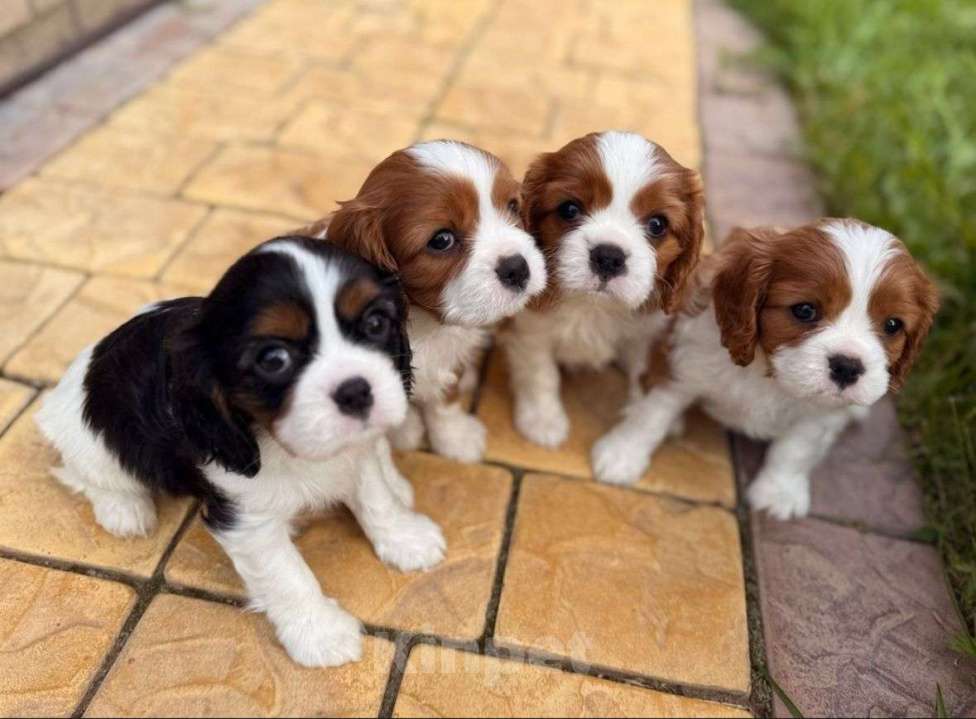 Собаки в Москве: Кавалер Кинг Чарльз Спаниель Девочка, 130 000 руб. - фото 2