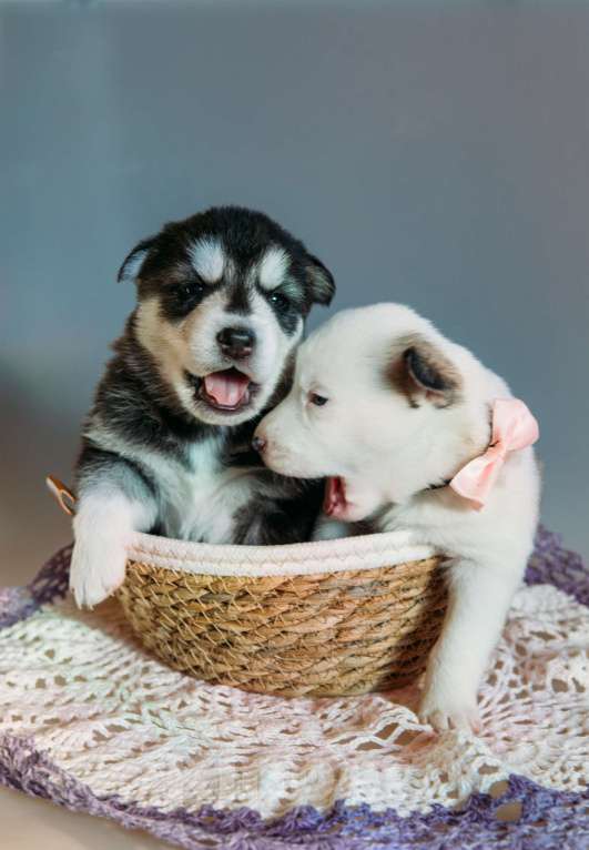 Собаки в Раменском: Багира Девочка, 50 000 руб. - фото 1
