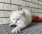 Кошки в Новосибирске: Котик блю табби Мальчик, Бесплатно - фото 4