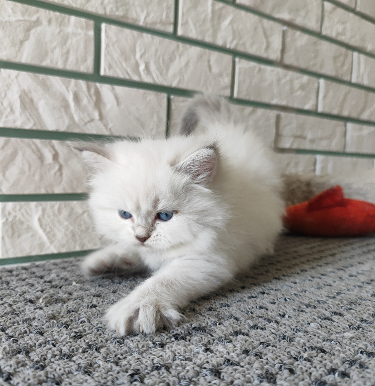 Кошки в Новосибирске: Котик блю табби Мальчик, Бесплатно - фото 4