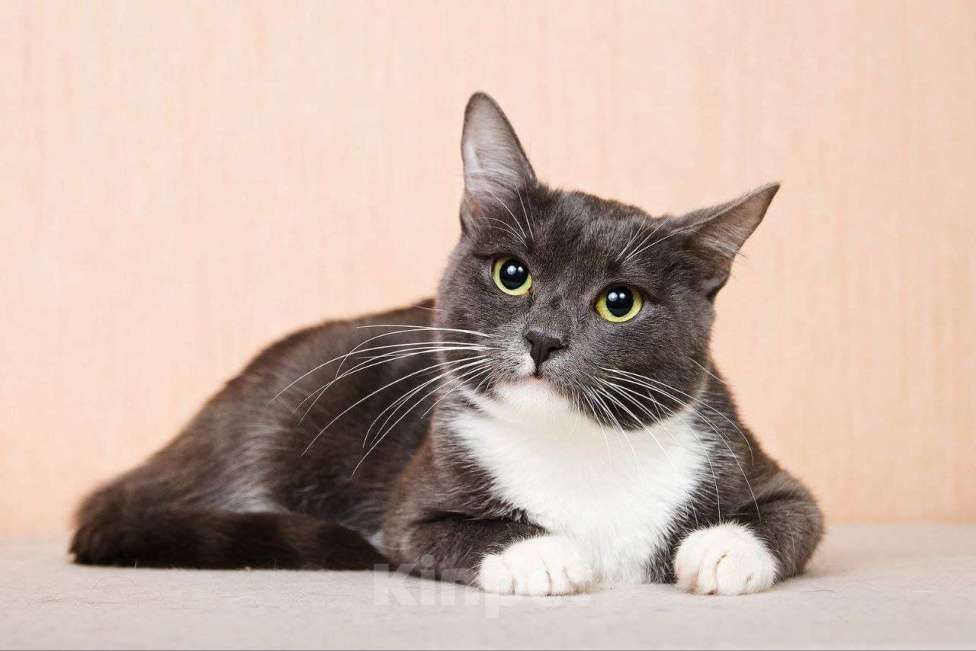 Кошки в Москве: Молодая комфортная кошечка Муся в добрые руки Девочка, Бесплатно - фото 4