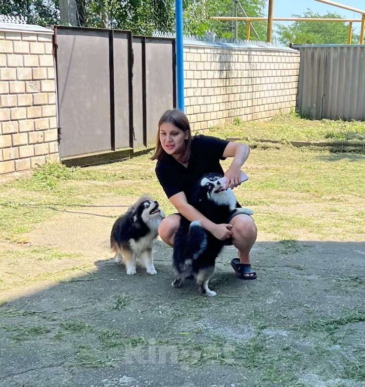 Собаки в Москве: Взрослая девочка Помски Девочка, 110 000 руб. - фото 5